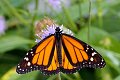 Danaus plexippus Monarchvlinder vlinder vlinders butterfly butterflies papillon papillons
